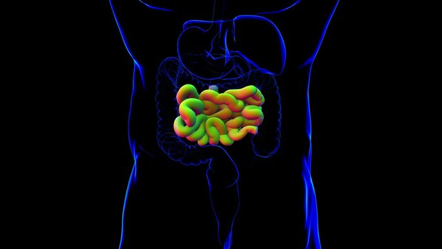 Human Small Intestine Anatomy For Medical Concept