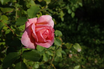 Light Pink Flower of Rose 'Radio Times' in Full Bloom
