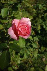 Light Pink Flower of Rose 'Radio Times' in Full Bloom
