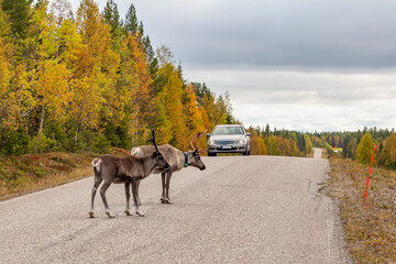 Wild deers crossing highway in front of the car in Scandinavia