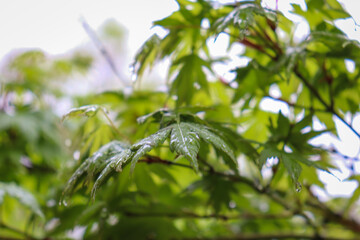 close up of leaves of a tree