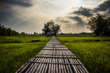 Fototapeta na wymiar Beautiful view of old bamboo bridge with agriculture Asia the agriculture green rice field during sunset background at Phu Kariang, Nakhon Nayok Province, Thailand. Paddy farm plant peaceful.