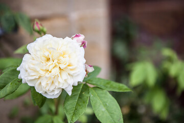 flowers blossoming in the spring