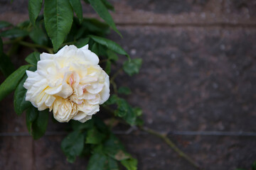 flowers blossoming in the spring