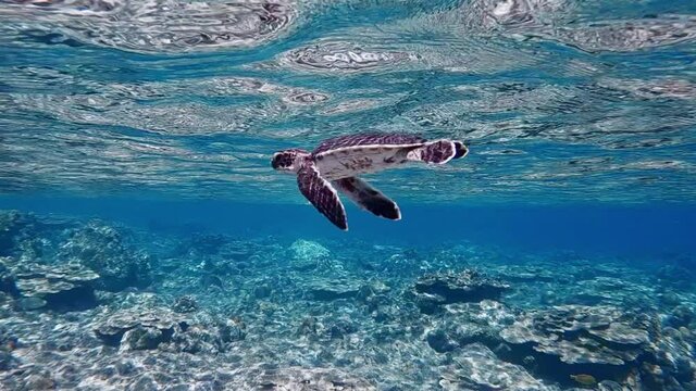 Baby Green Sea Turtle Slowly Swims Under The Beautiful Sea With Crystal Clear Water - underwater