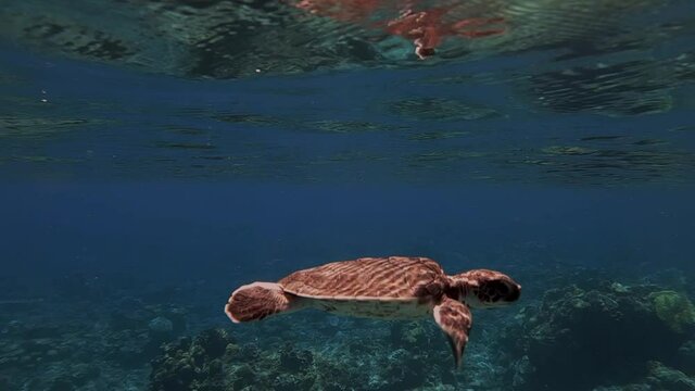 Close Up View Of A Juvenile Green Sea Turtle (Chelonia Mydas) Swimming Over The Coral Reef At The Bottom Of The Blue Ocean - underwater