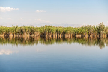The view of a wetland reeds. Sultan sazligi in Kayseri