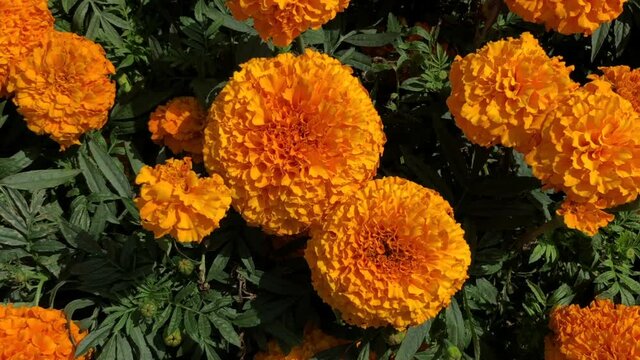4K HD video zooming out from Large flowered orange Mexican marigold called Mona. One of the most easily recognizable symbols of Dia de Los Muertos

