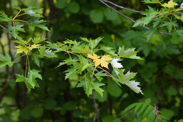 leaf