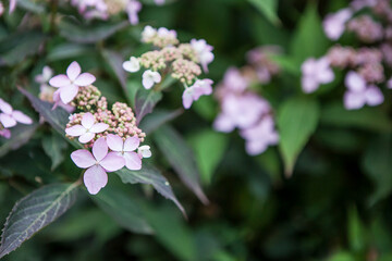 flowers blossoming in the spring