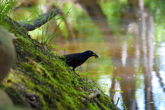 Bird Eating A Bug