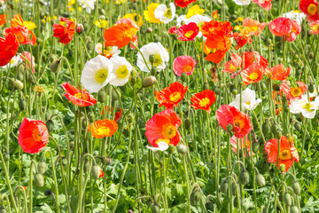 colourful Welsh poppy flowers in bloom field background