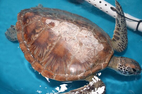 Turtle In Hospital Australia