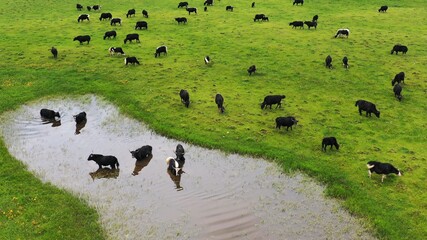 cows in a field
