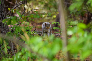 squirrel stroll