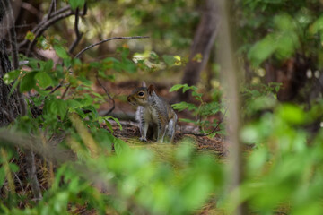 squirrel stroll