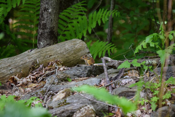chipmunk buddy