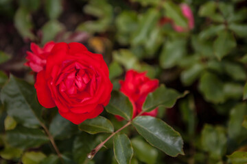 flowers blossoming in the spring