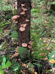 mushrooms in the forest