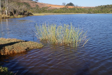 blue lake with a horizon from a forest park
