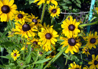 
beautiful yellow flowers grow in the garden in the garden