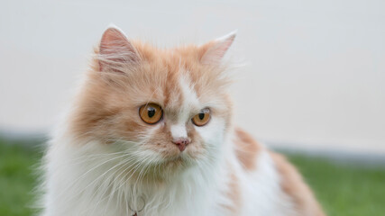 A Persian on the grass outside in the front yard and staring.