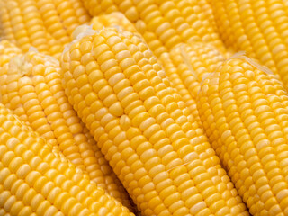 Abstract backgrounds of freshness maize