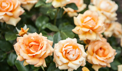 flowers blossoming in the spring