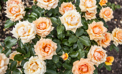 flowers blossoming in the spring