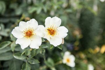 flowers blossoming in the spring
