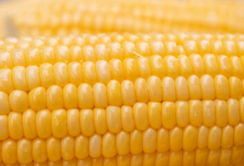 freshness seeds of sweet corn in a row and water drop