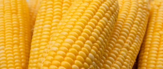 Close-up group sweet corn on the table.