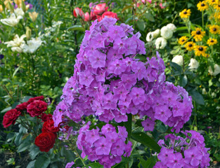 
a large bush of climatis growing in the garden on a summer day