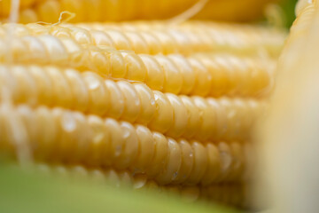 sweet corn and water drop with blurred backgrounds