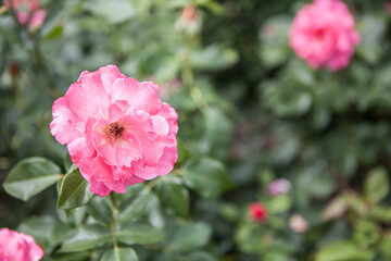 Obraz premium flowers blossoming in the spring