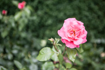 flowers blossoming in the spring
