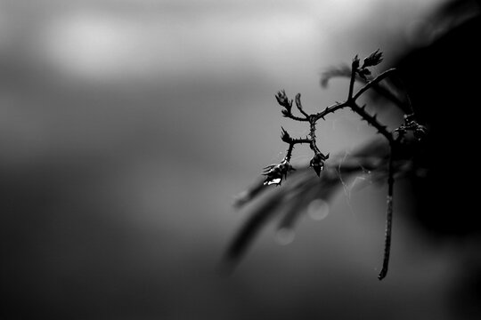 dew on the branches
