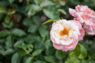 flowers blossoming in the spring