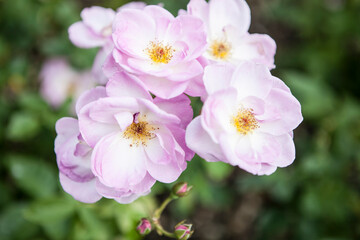 Fototapeta premium flowers blossoming in the spring