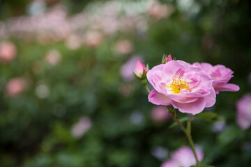 flowers blossoming in the spring