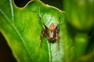 Macro photo of a jumping spider on a leaf, extreme close up photo of a small jumping spider.