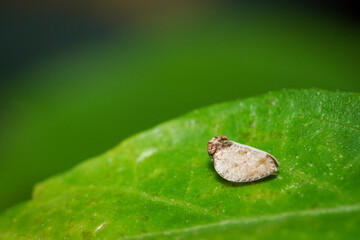 Macro photo of a small moth insect on a green leaf, extreme close up of a small butterfly on a leaf.