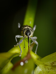 Macro photo of a long snout weevil beetle sucking sap on a plant, extreme close up of a long snout beetle.