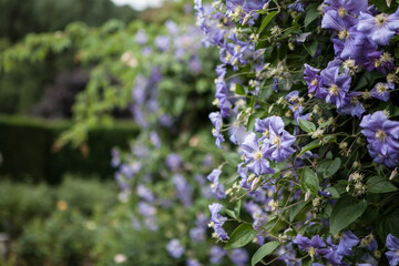 flowers blossoming  in the spring