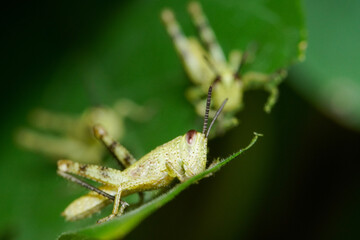Macro photo of a group of nymph feeding on a green leaf, extreme close up photo of juvenile...