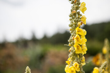 flowers blossoming  in the spring