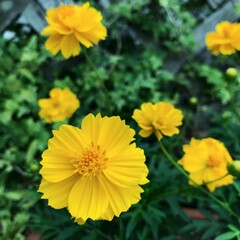 コスモス　秋の花　20092101 hanadaruma