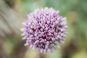 flowers blossoming  in the spring