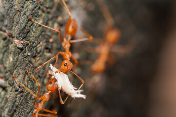 Macro photo of red fire ants colony carrying food together, extreme close up of a group of fire ants on a tree with food.