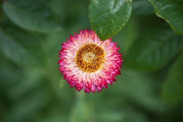 flowers blossoming  in the spring